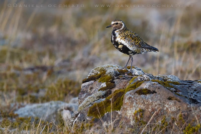 Eurasian Golden Plover (Pluvialis apricaria altifrons)