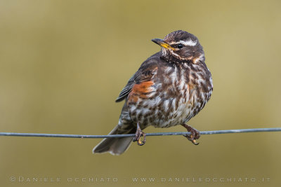 Redwing (Turdus iliacus coburni)