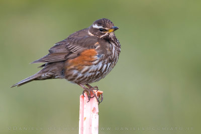 Redwing (Turdus iliacus coburni)