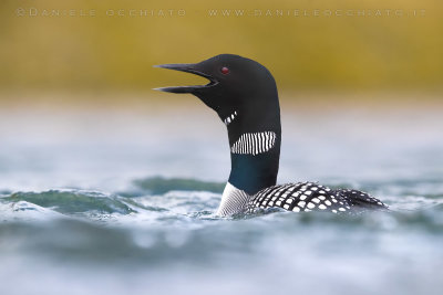 Great Northern Diver (Gavia immer)