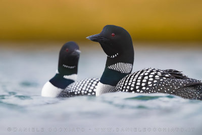 Great Northern Diver (Gavia immer)