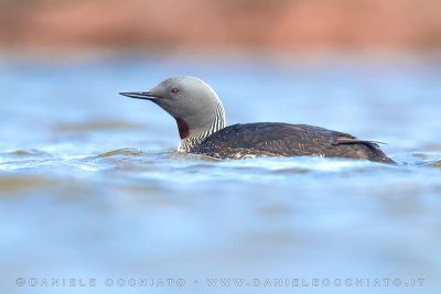 Red-throated Diver (Strolaga minore)
