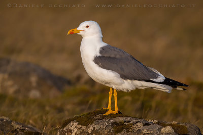 Lesser Black-backed Gull (Larus fuscus graellsii)