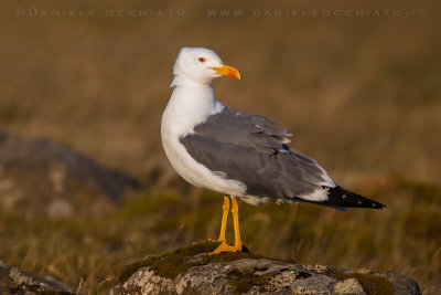 Lesser Black-backed Gull (Larus fuscus graellsii)