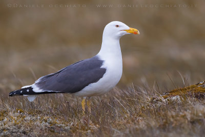 Lesser Black-backed Gull (Larus fuscus graellsii)