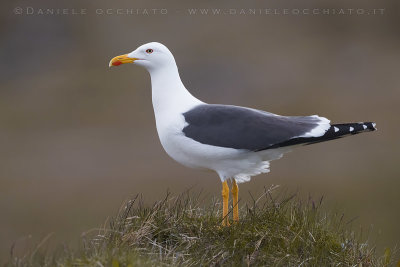 Lesser Black-backed Gull (Larus fuscus graellsii)