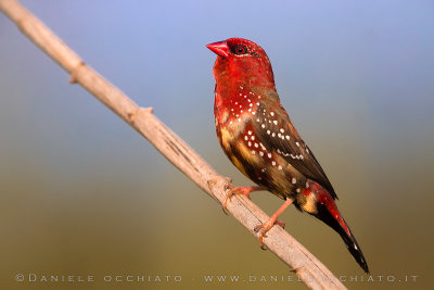 Red Avadavat (Amandava amandava)