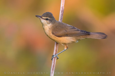 Great Reed Warbler (Acrocephalus arundinaceus)