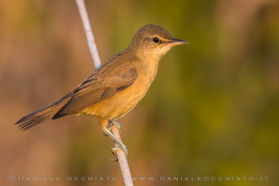 Great Reed Warbler (Acrocephalus arundinaceus)