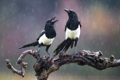 Eurasian Magpie (Pica pica)