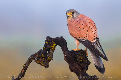 Eurasian Kestrel (Falco tinnunculus)