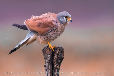 Eurasian Kestrel (Falco tinnunculus)