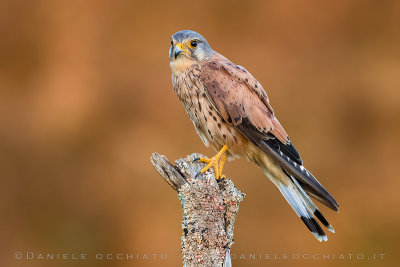 Eurasian Kestrel (Falco tinnunculus)