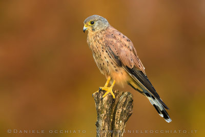 Eurasian Kestrel (Falco tinnunculus)