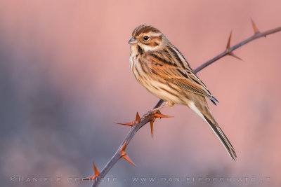 Reed Bunting (Emberiza schoeniclus)