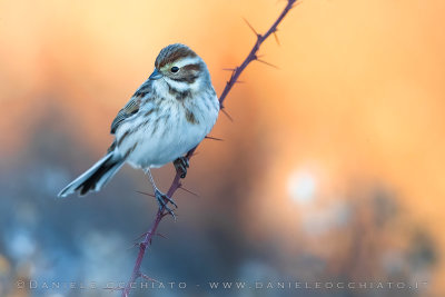 Reed Bunting (Emberiza schoeniclus)