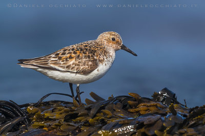 Sanderling (Calidris alba)