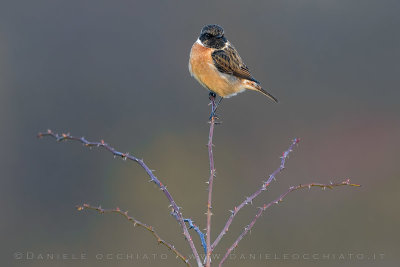 European Stonechat (Saxicola rubicola)