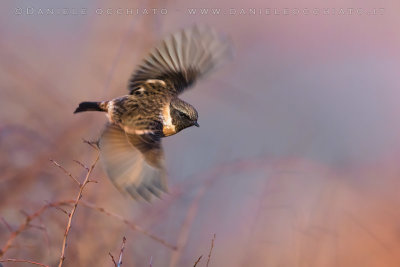 European Stonechat (Saxicola rubicola)