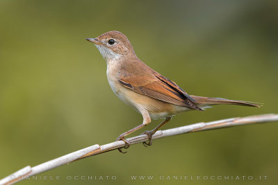 Common Whitethroat (Sylvia communis)