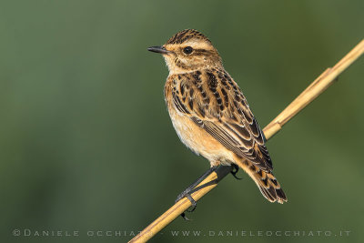 Whinchat (Saxicola rubetra)