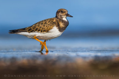 Ruddy Turnstone (Arenaria interpres)