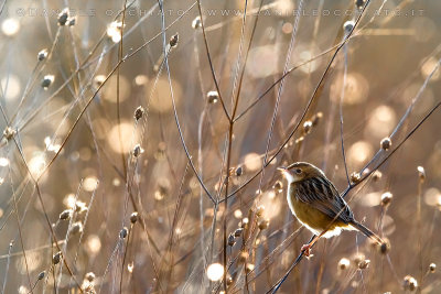 Zitting Cisticola (Cisticola juncidis)