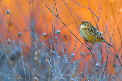 Zitting Cisticola (Cisticola juncidis)