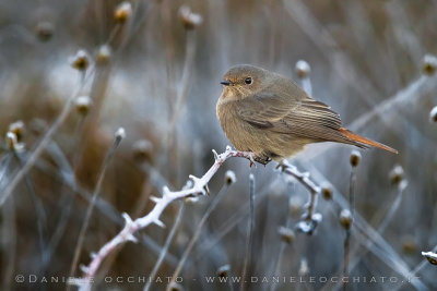 Black Redstart (Phoenicurus ochruros gibraltariensis)