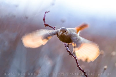 Black Redstart (Phoenicurus ochruros gibraltariensis)