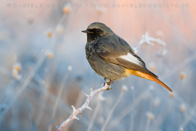 Black Redstart (Phoenicurus ochruros gibraltariensis)