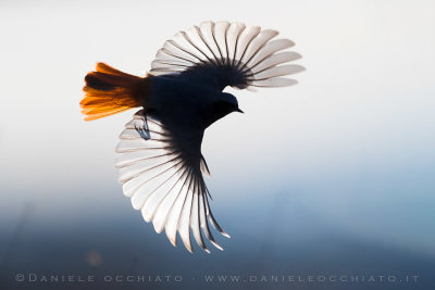 Black Redstart (Phoenicurus ochruros gibraltariensis)