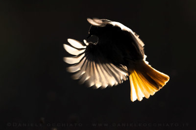 Black Redstart (Phoenicurus ochruros gibraltariensis)