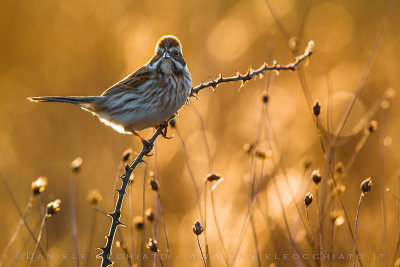 Reed Bunting (Emberiza schoeniclus)