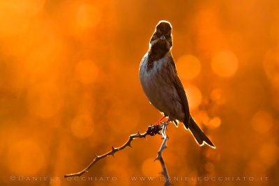 Reed Bunting (Emberiza schoeniclus)