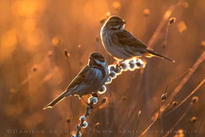 Reed Bunting (Emberiza schoeniclus)