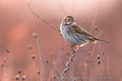 Reed Bunting (Emberiza schoeniclus)