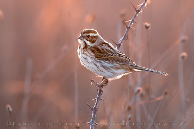 Reed Bunting (Emberiza schoeniclus)