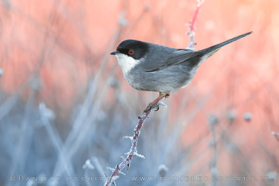 Sardinian Warbler (Sylvia melanocephala)