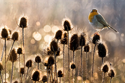 European Robin (Erithacus rubecula)