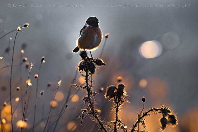 European Stonechat (Saxicola rubicola)