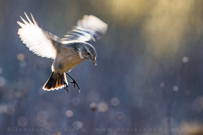 European Stonechat (Saxicola rubicola)