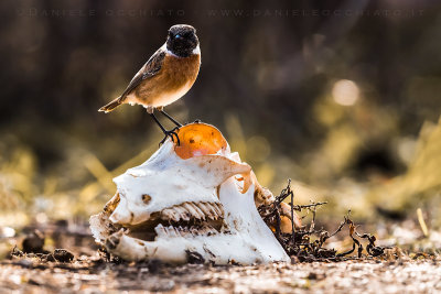 European Stonechat (Saxicola rubicola)