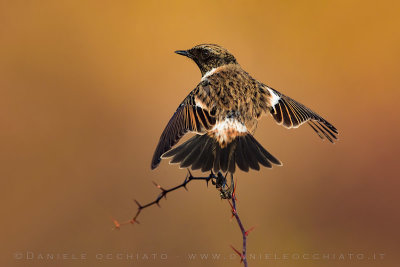 European Stonechat (Saxicola rubicola)