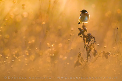 European Stonechat (Saxicola rubicola)