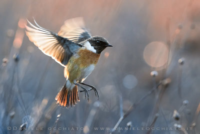 European Stonechat (Saxicola rubicola)