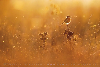 European Stonechat (Saxicola rubicola)