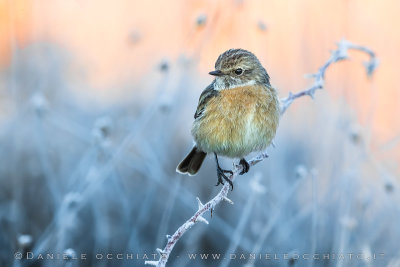 European Stonechat (Saxicola rubicola)