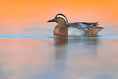 Garganey (Spatula querquedula)