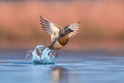 Garganey (Spatula querquedula)